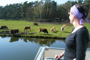 Marlu auf dem freecamper, Kühe auf der Weide